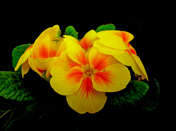 BLÜTEN
