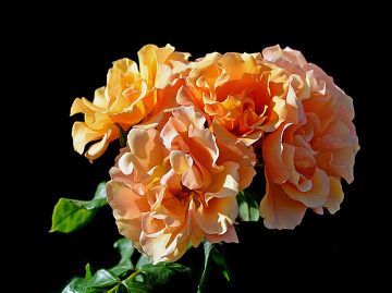 BLÜTEN