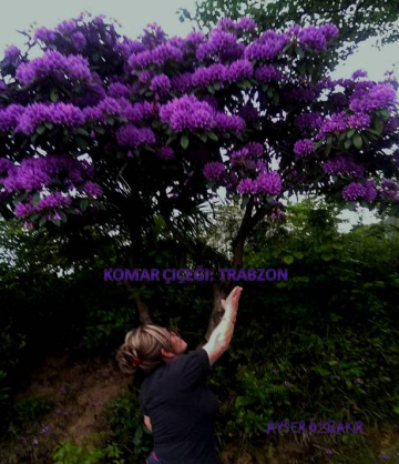 ORMAN GÜLÜ, YÖRE AĞZIYLA KOMAR ÇİÇEĞİ