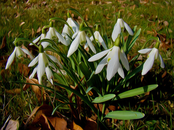 BLÜTEN