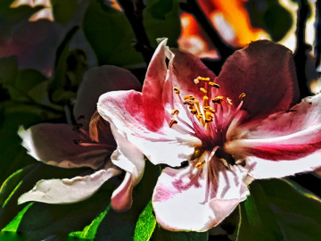 Miniciks Hayatlar   Ayva Çiçeği