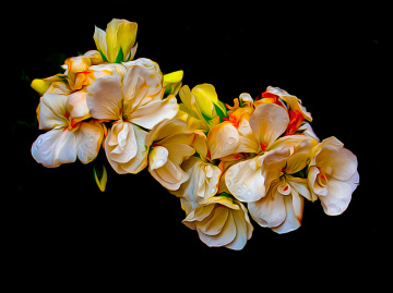 BLÜTEN