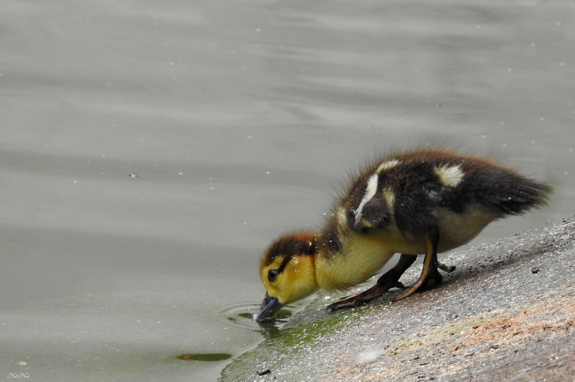 Duckling