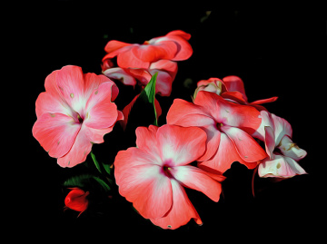 BLÜTEN