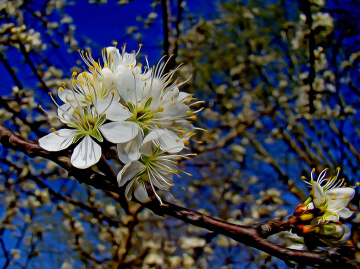 BLÜTEN