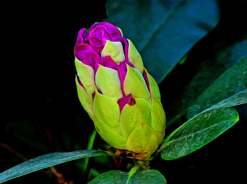 BLÜTE