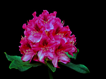 BLÜTEN