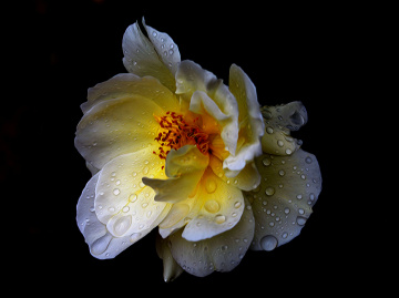 BLÜTE