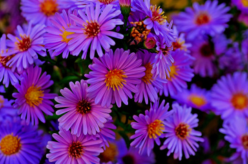 BLÜTEN