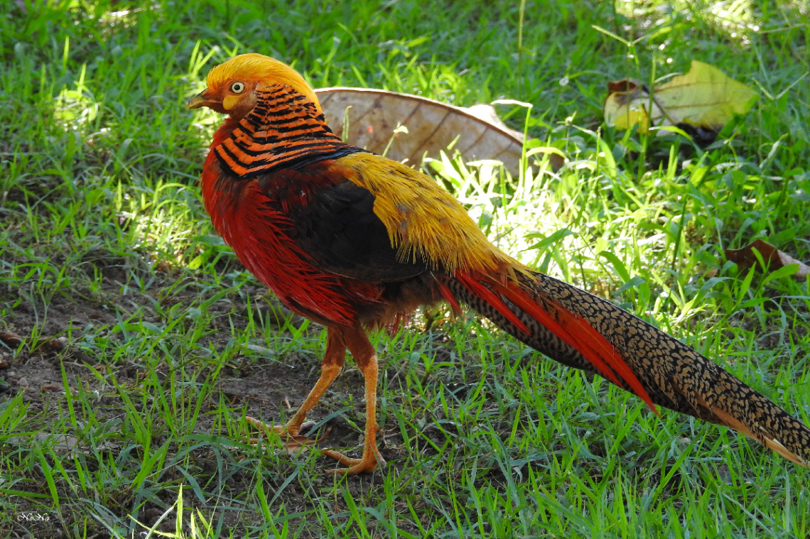 Faisão Dourado