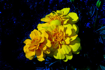 BLÜTEN