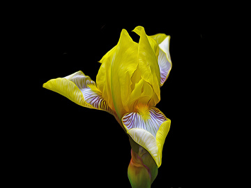 BLÜTE