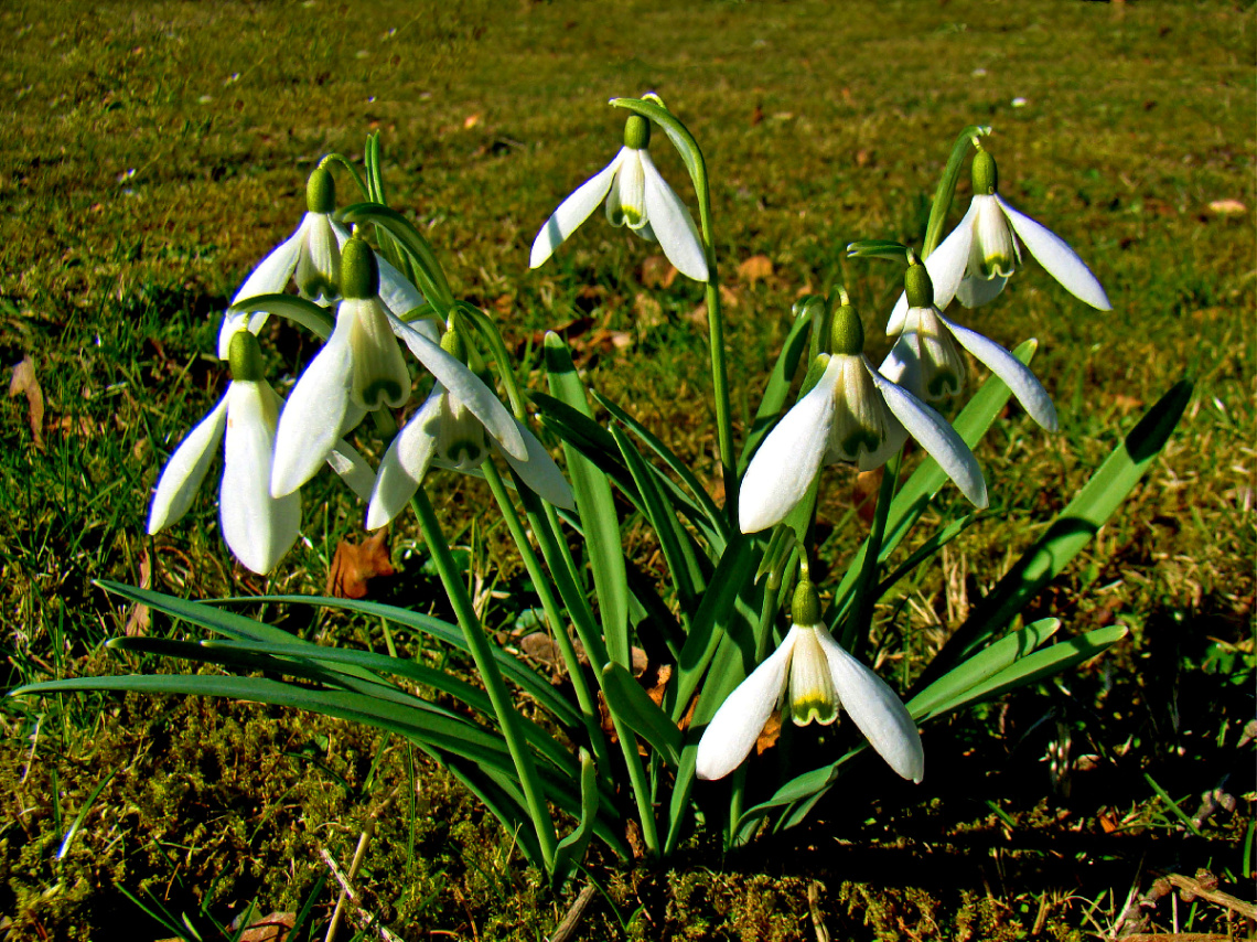 BLÜTEN