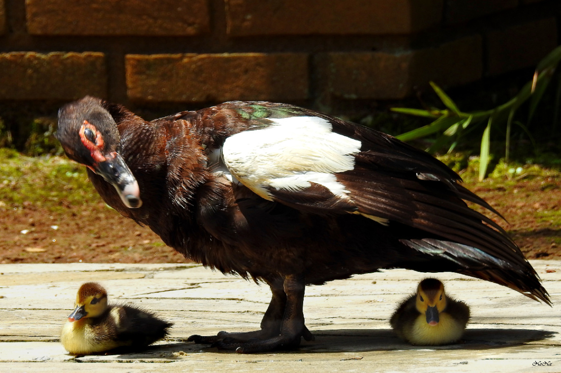 Happy Mother´s day
