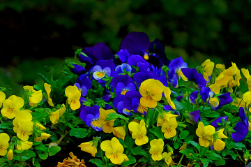 BLÜTEN