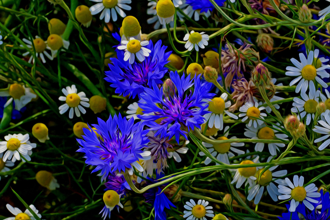BLÜTEN