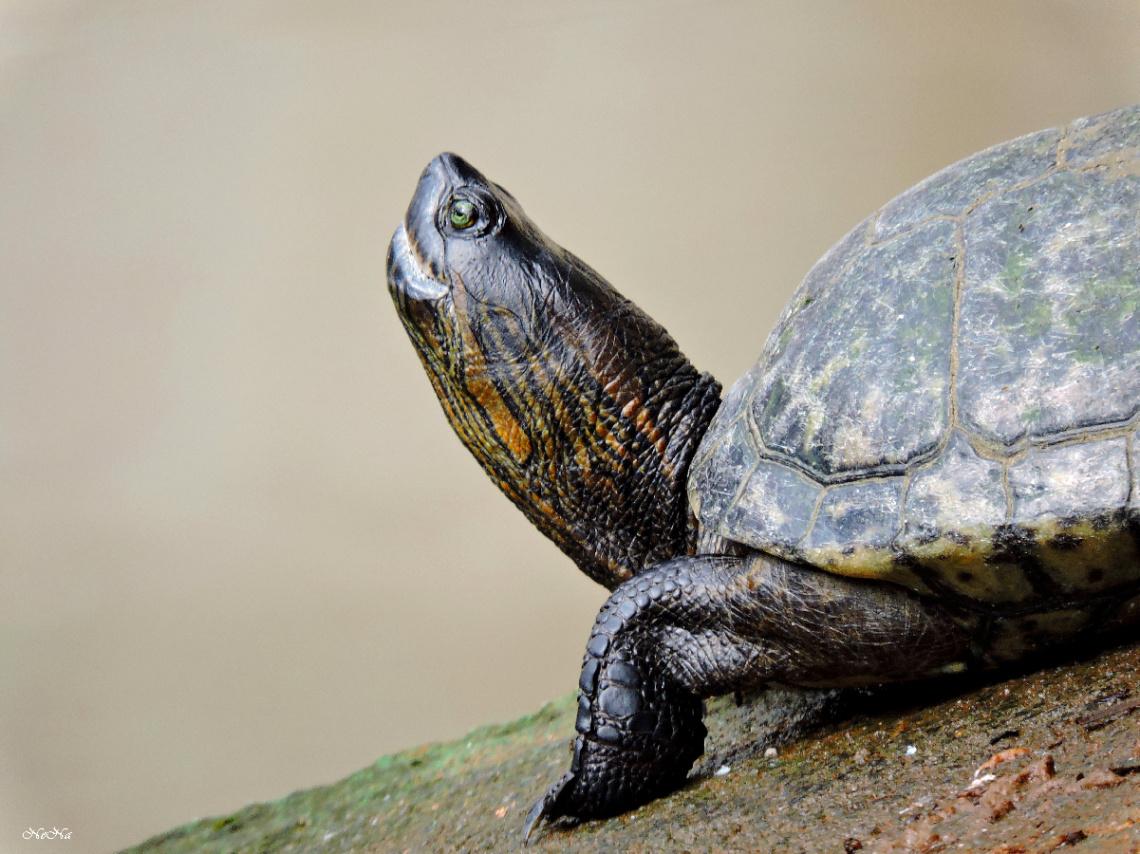 Water Turtle
