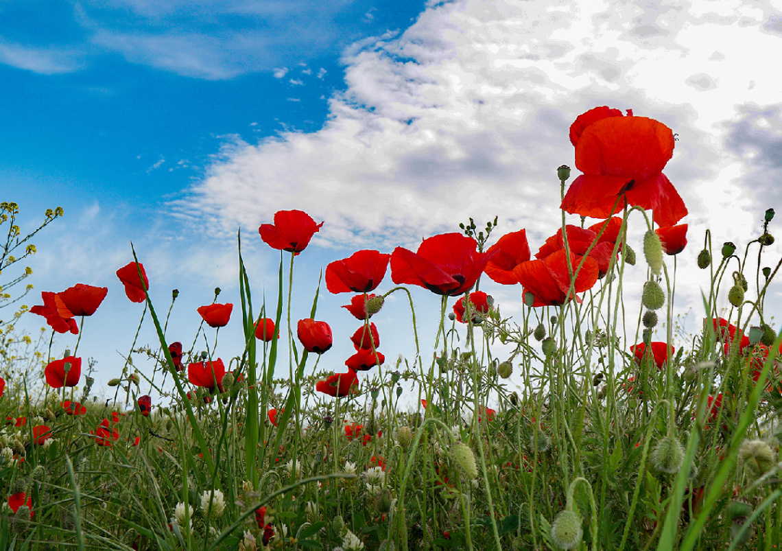 Gelincikler-Poppies