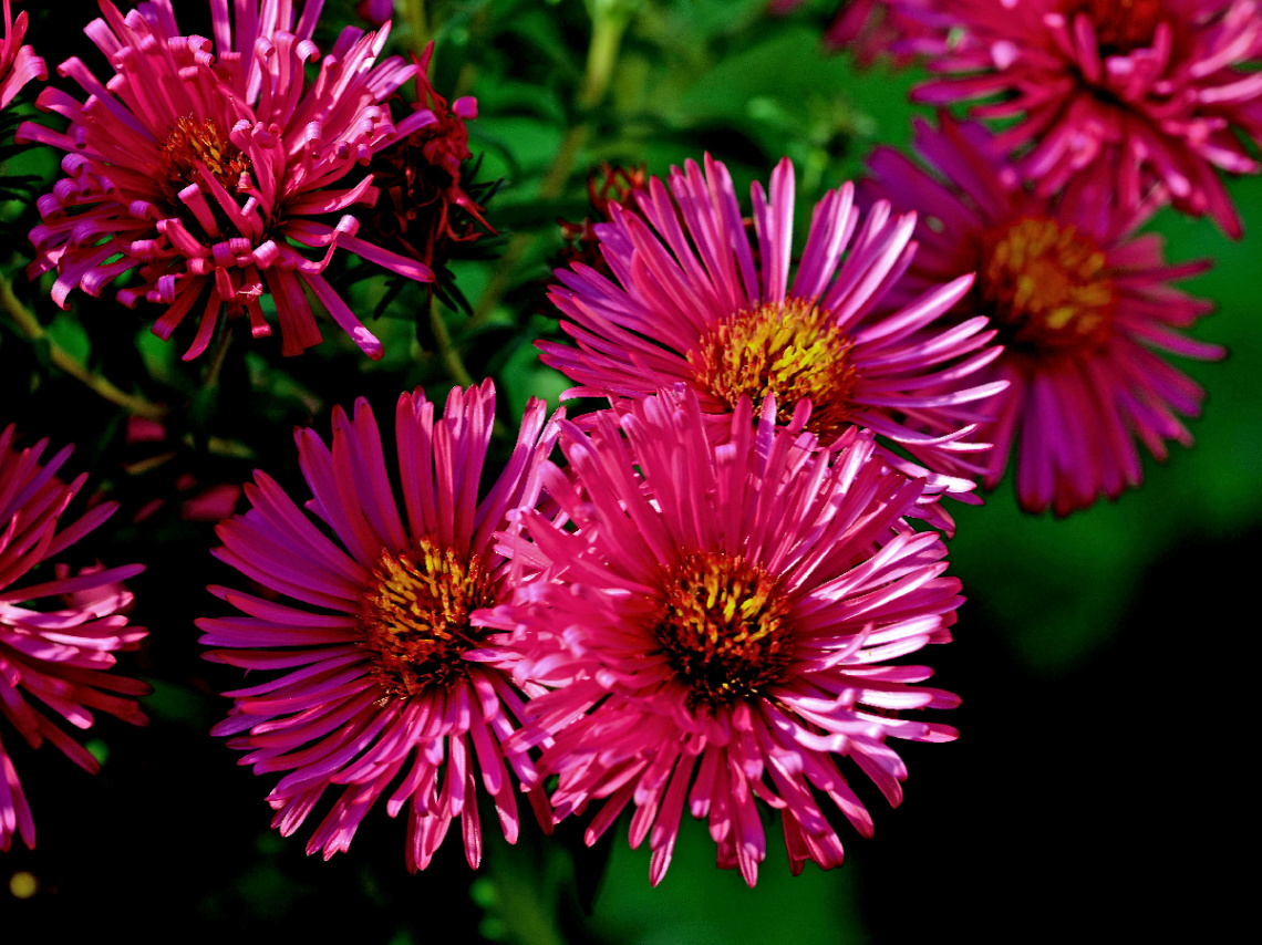BLÜTEN