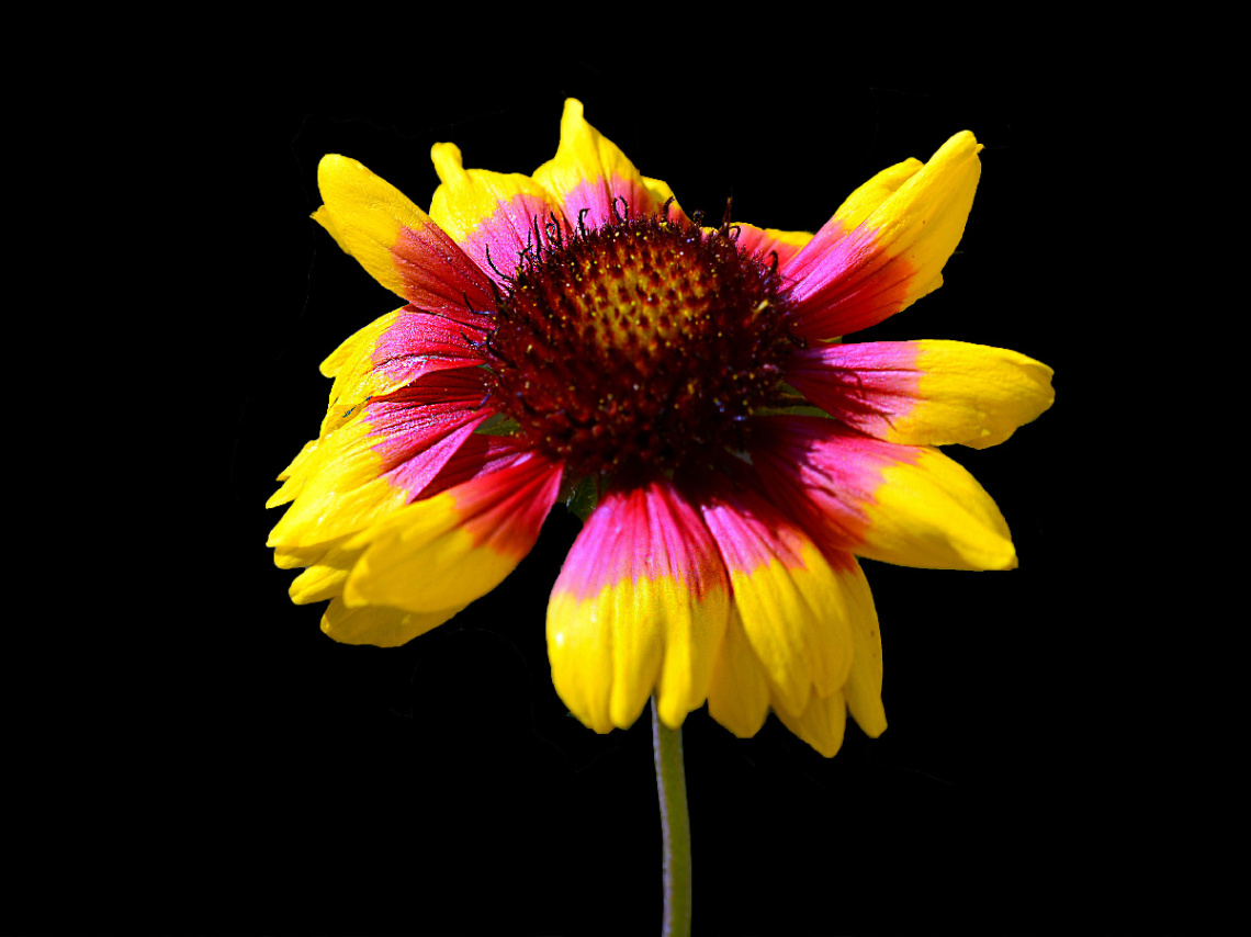 BLÜTE