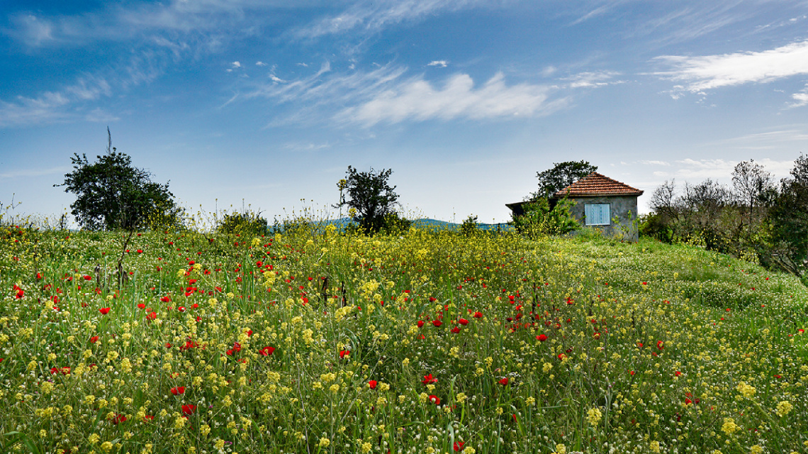 Gelincikler-Poppies