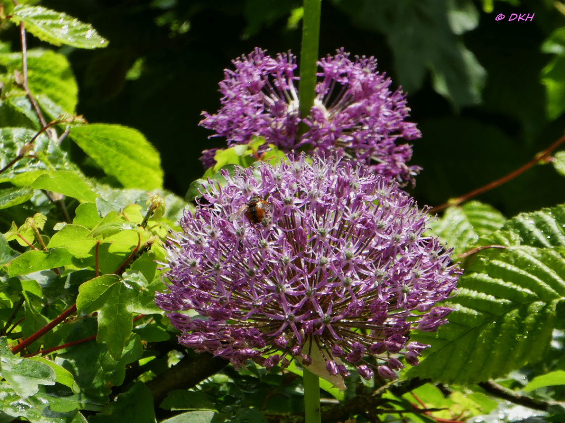 Allium 