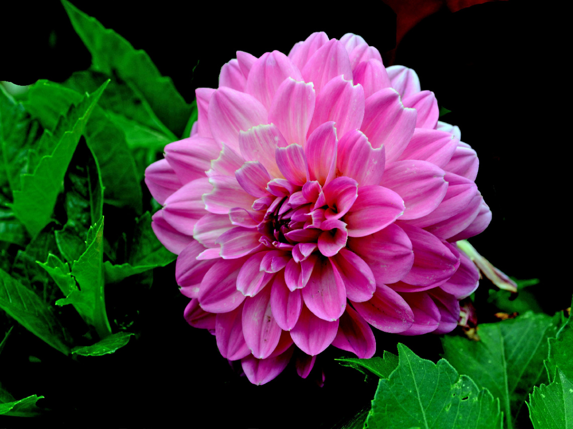BLÜTE