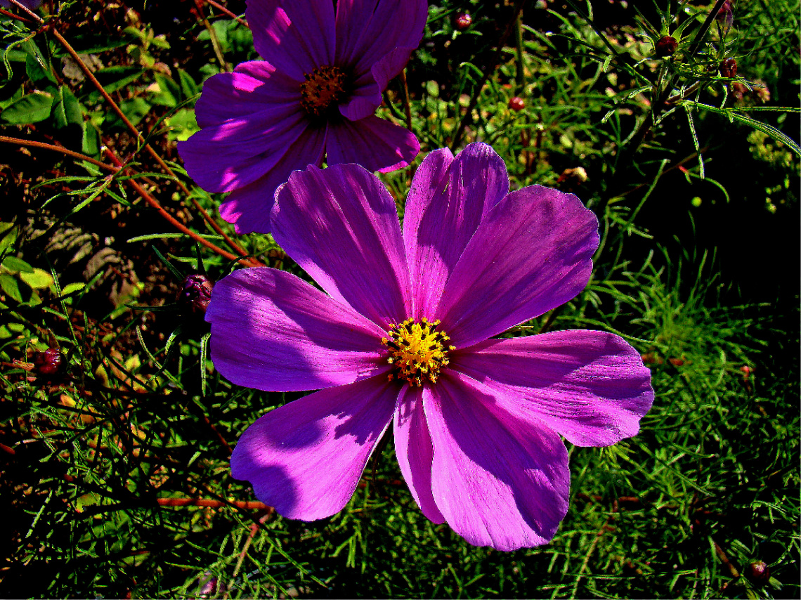 BLÜTEN