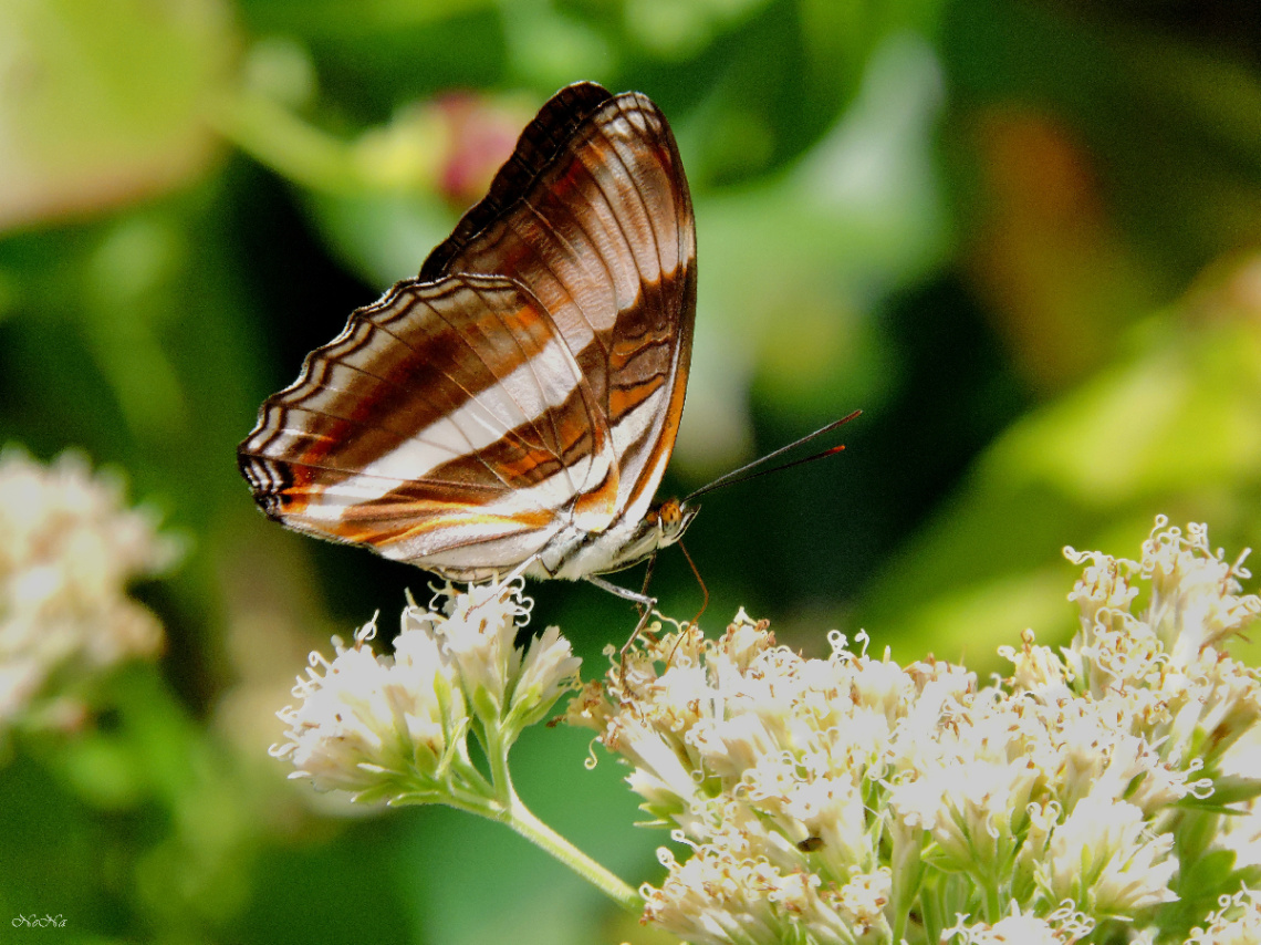 Borboleta