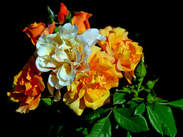 BLÜTEN