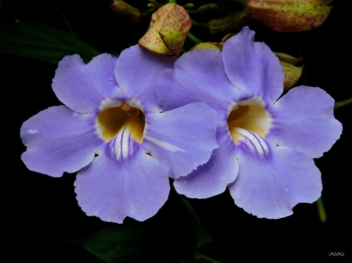 Tumbérgia azul