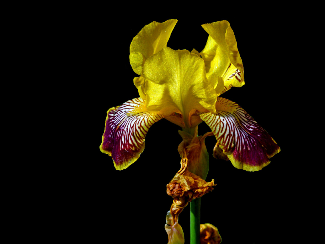 BLÜTE