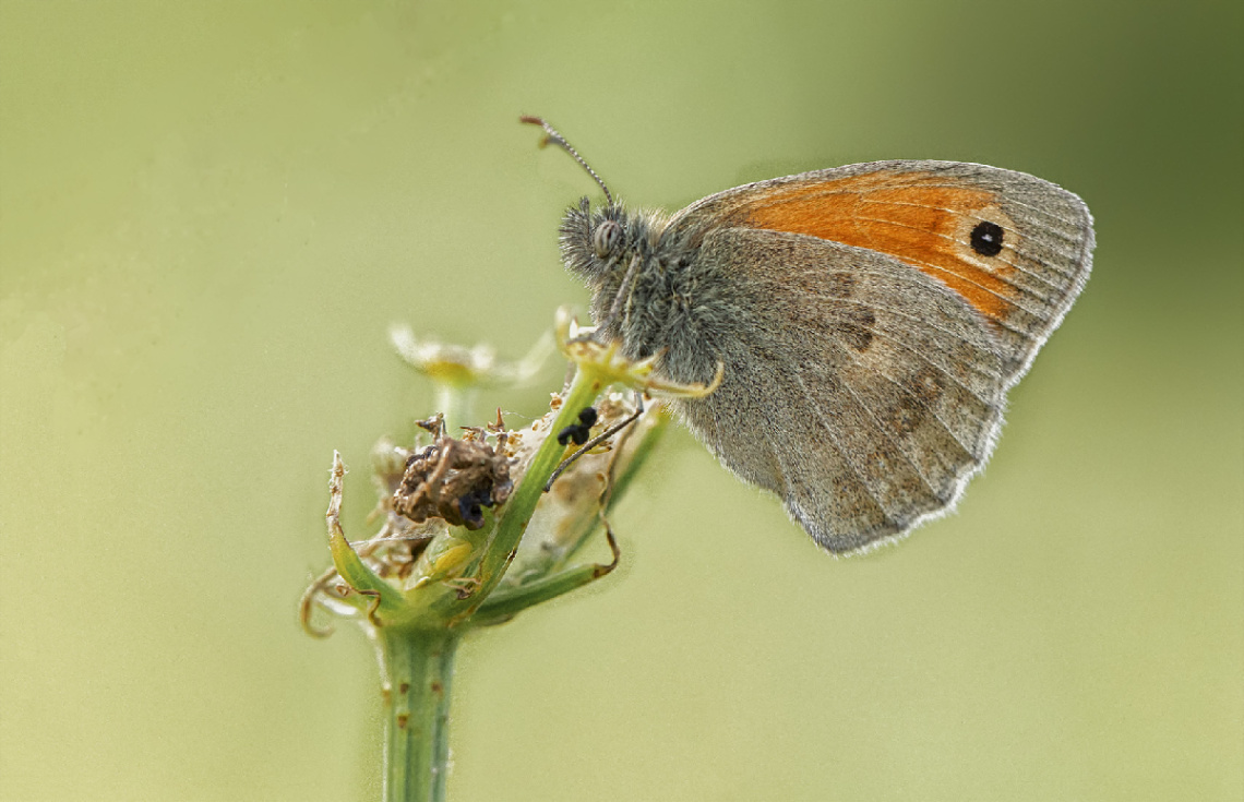 Küçük Zıpzıp Perisi Türü Kelebek