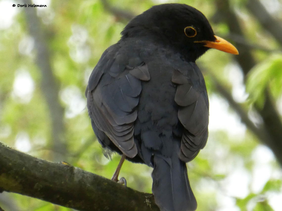 blackbird