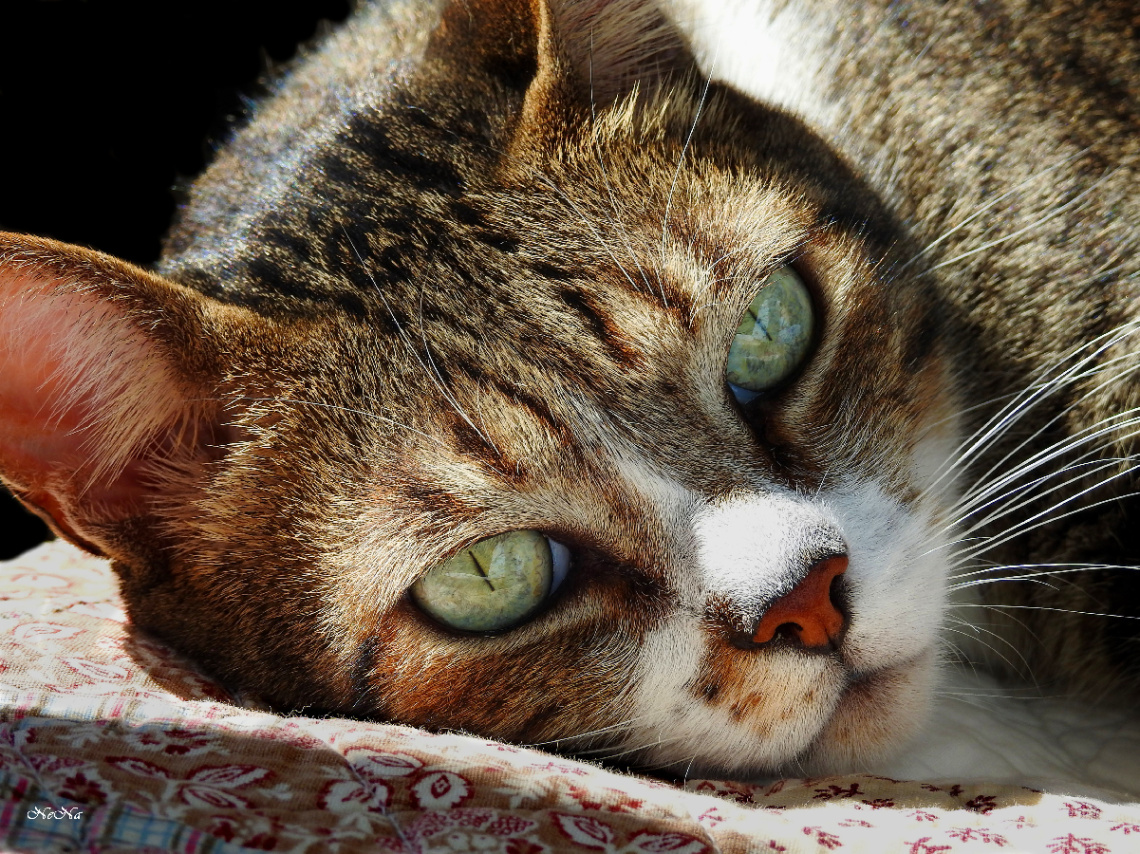 My pet companion