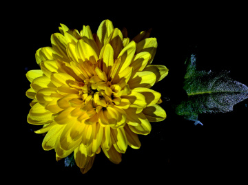 BLÜTE