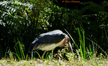 Marabou stork 