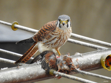 Quiriquiri Falco