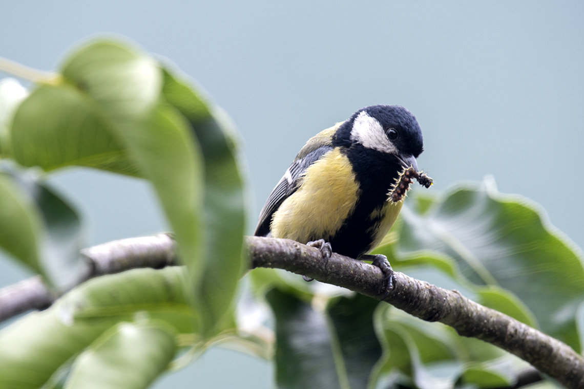 Büyük baştankara (Parus major)