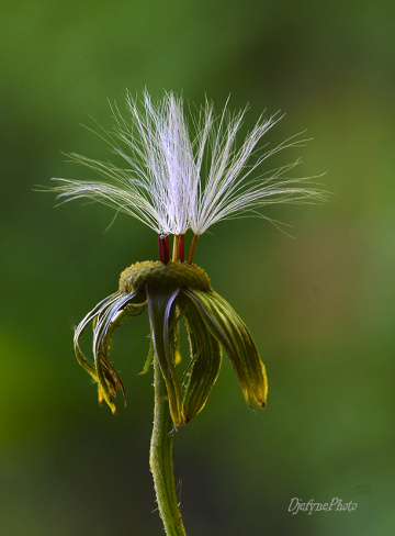 Dandelion