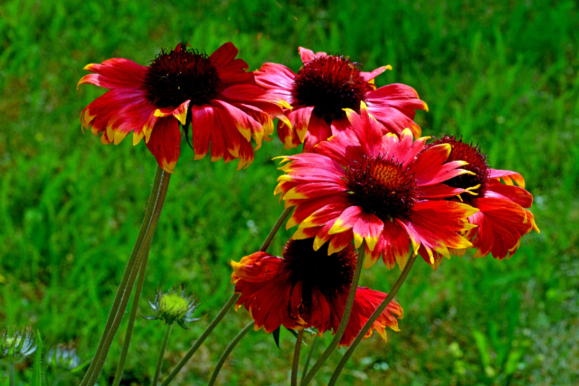 BLÜTEN