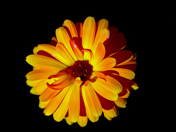 BLÜTE