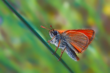 Zıpzıp