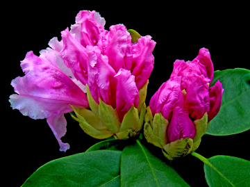 BLÜTEN