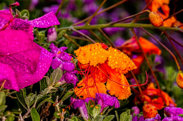 Summer Colors