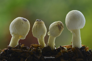 Fungus