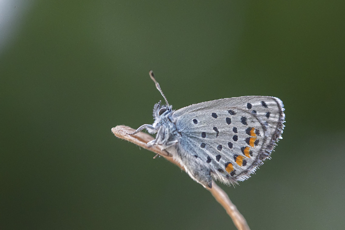 Himalaya Mavisi Kelebek