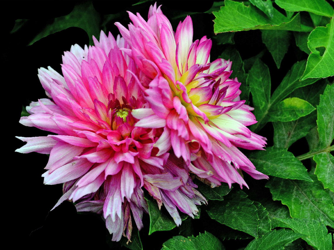 BLÜTEN