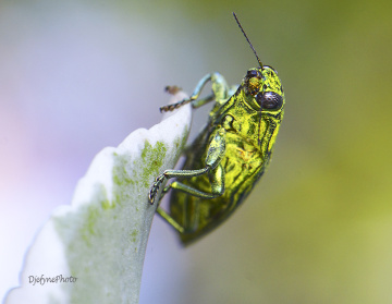 Yellow insect