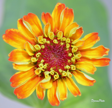 Aster